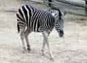 動物図鑑・チャップマンシマウマの写真 3